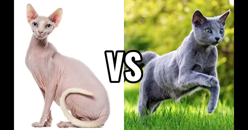 Russian Blue vs. Sphynx