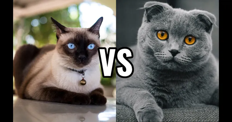 Scottish Fold vs. Siamese