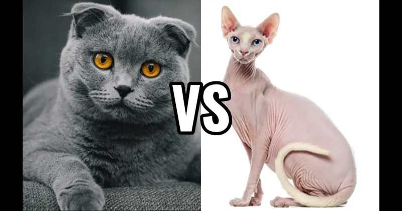 Scottish Fold vs. Sphynx