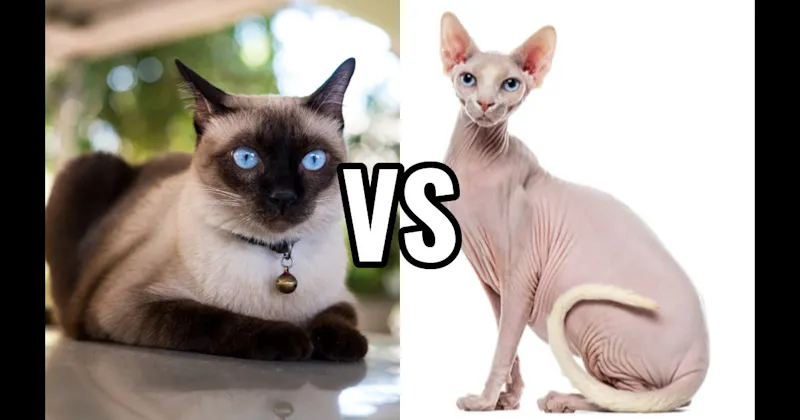 Siamese vs. Sphynx