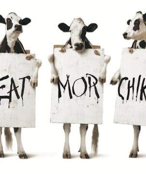 Cows (Chick-fil-a)