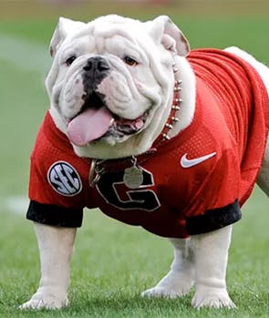 Uga (Georgia Bulldogs)