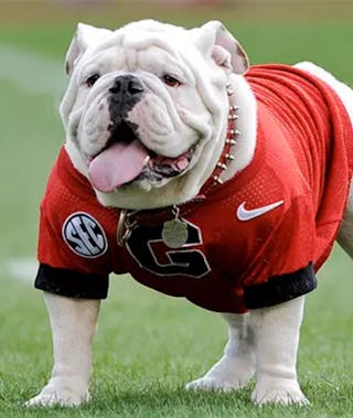 Uga (Georgia Bulldogs)
