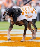 Smokey (Tennessee Volunteers)