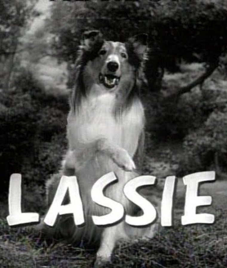 Lassie (Lassie)