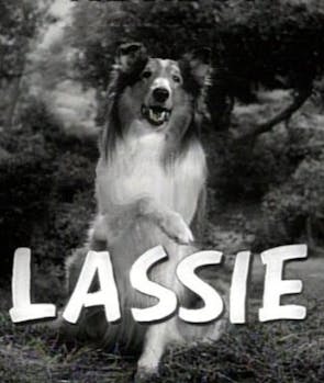 Lassie (Lassie)