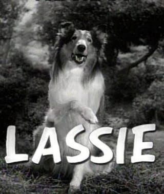 Lassie (Lassie)
