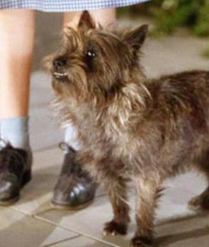 Toto (The Wizard of Oz)