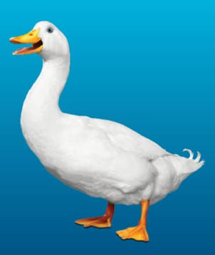 Aflac Duck