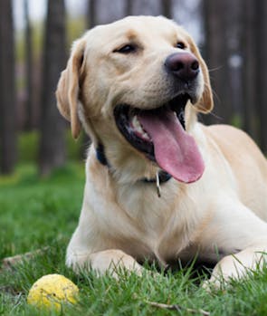 Labrador Retriever