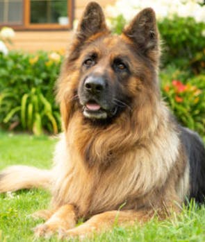 German Shepherd