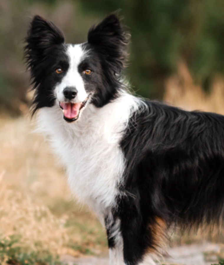 Border Collie