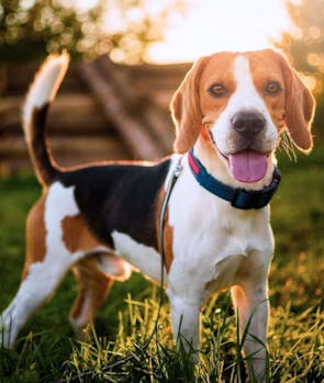 Beagle