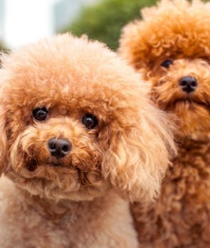 Poodle (Miniature or Standard)