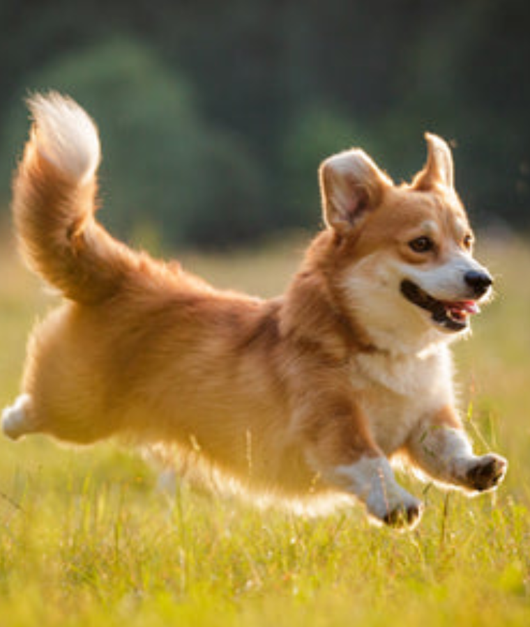 Corgi