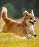 Corgi