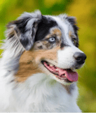Australian Shepherd