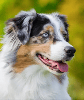 Australian Shepherd