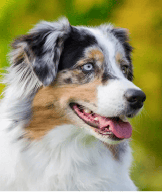 Australian Shepherd