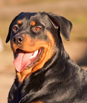 Rottweiler