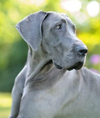 Great Dane