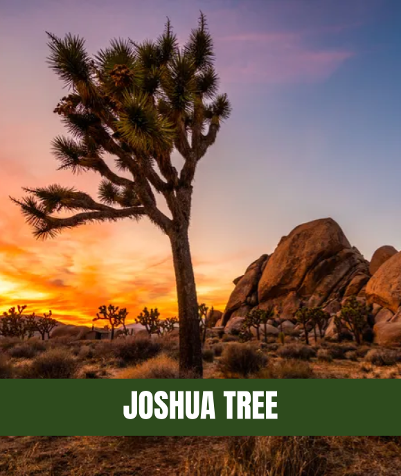 Joshua Tree National Park