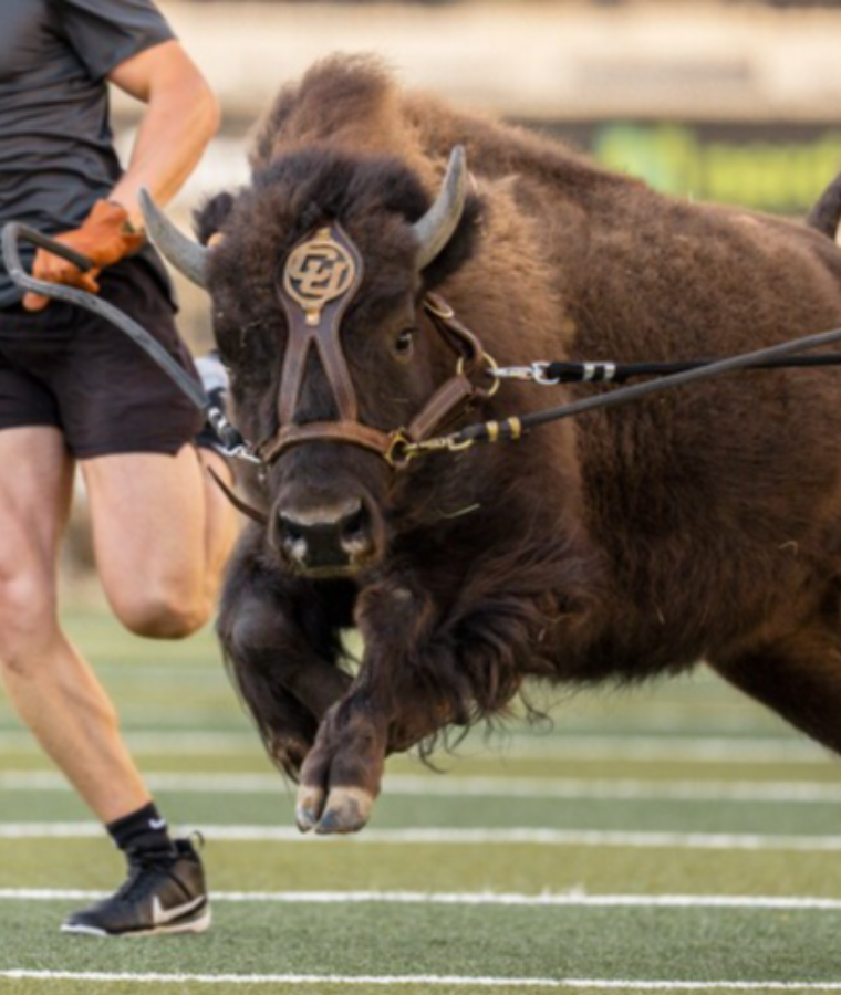 Ralphie (Colorado Buffaloes)