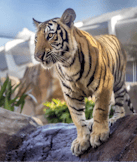 Mike the Tiger (LSU Tigers)