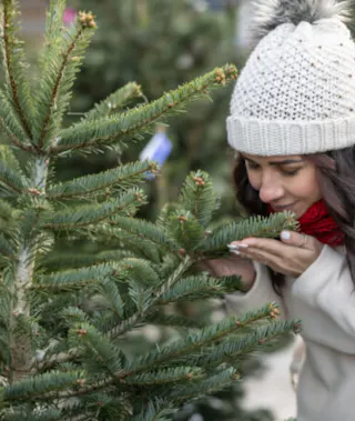 Pine / Christmas Tree