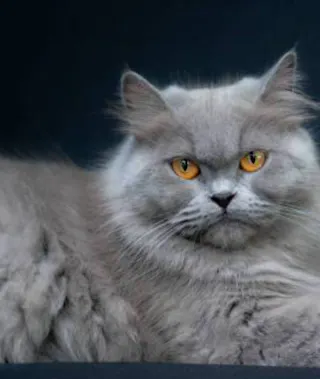 Persian