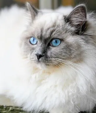 Ragdoll