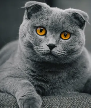 Scottish Fold