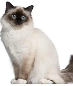 Birman