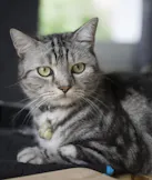 American Shorthair