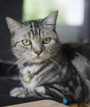 American Shorthair