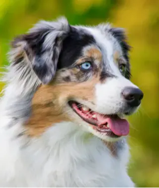 Australian Shepherd