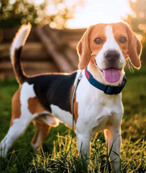 Beagle