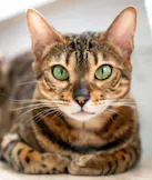 Bengal