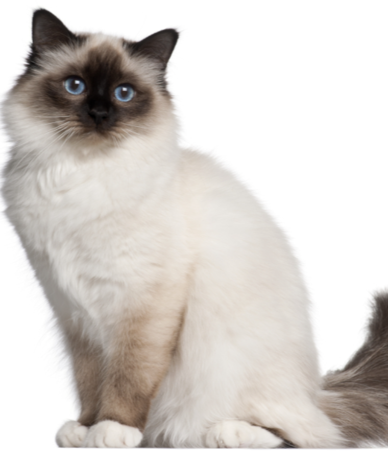 Birman