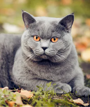 British Shorthair