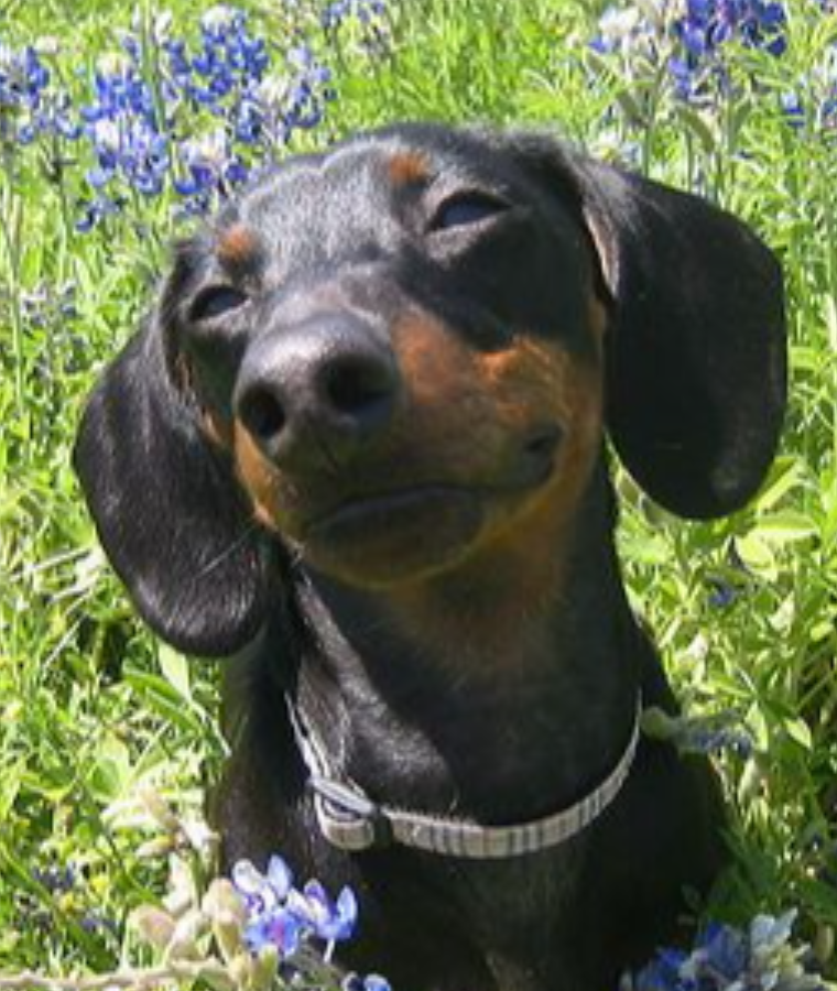 Dachshund