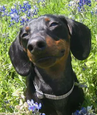 Dachshund