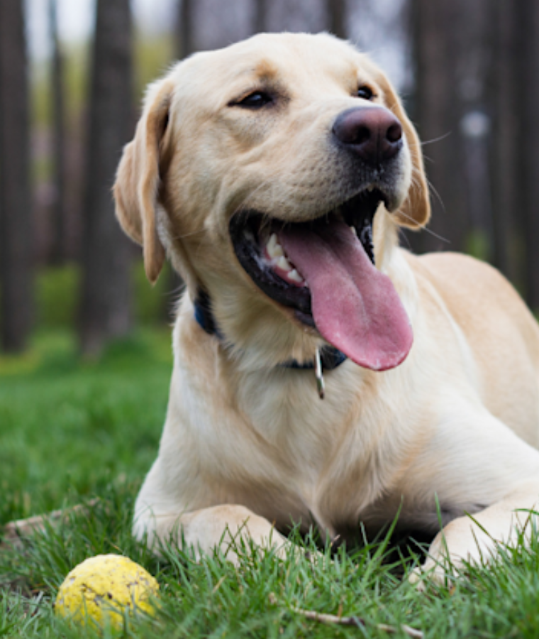 Labrador Retriever