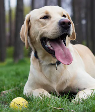 Labrador Retriever