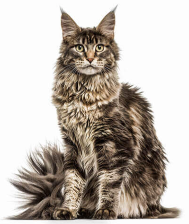 Maine Coon
