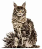 Maine Coon