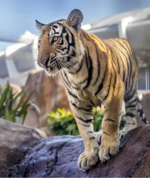 Mike the Tiger (LSU Tigers)