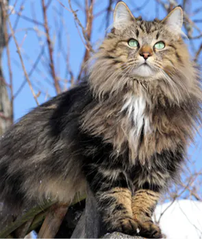 Norwegian Forest Cat