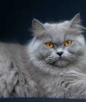 Persian
