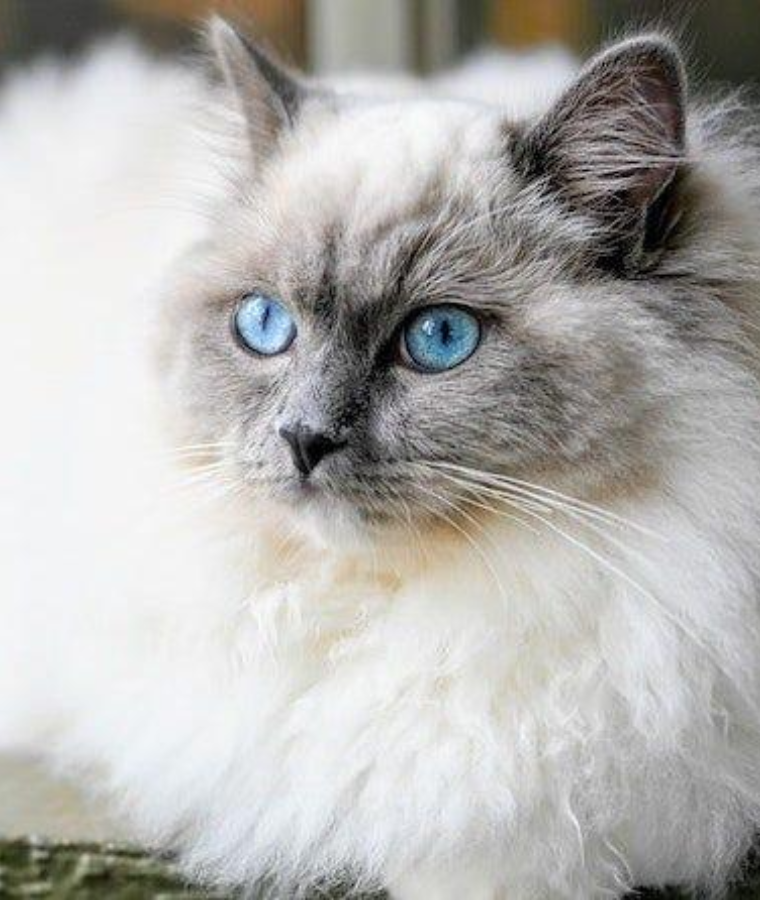 Ragdoll